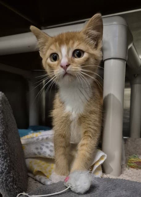 Jelly - Domestic Short Hair