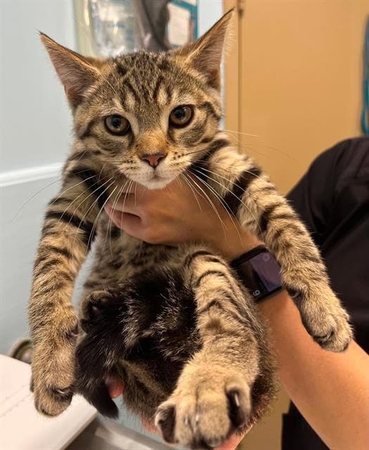 Ragu - Domestic Short Hair