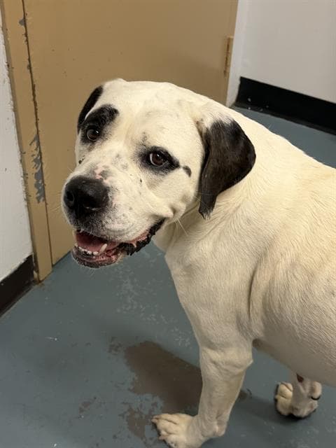 Dymond - American Bulldog