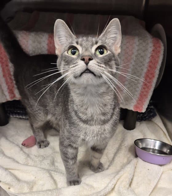 Linda - Domestic Short Hair