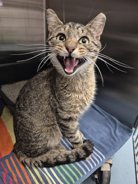 Reuben - Domestic Short Hair