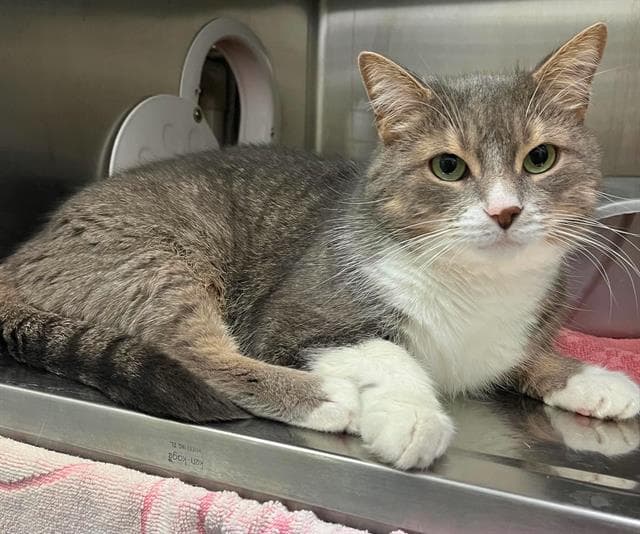 Admiral - Domestic Short Hair