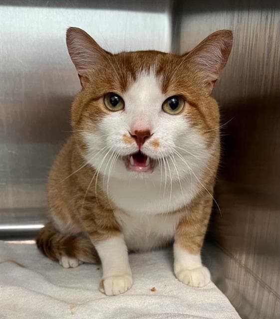 Buckaroo - Domestic Short Hair