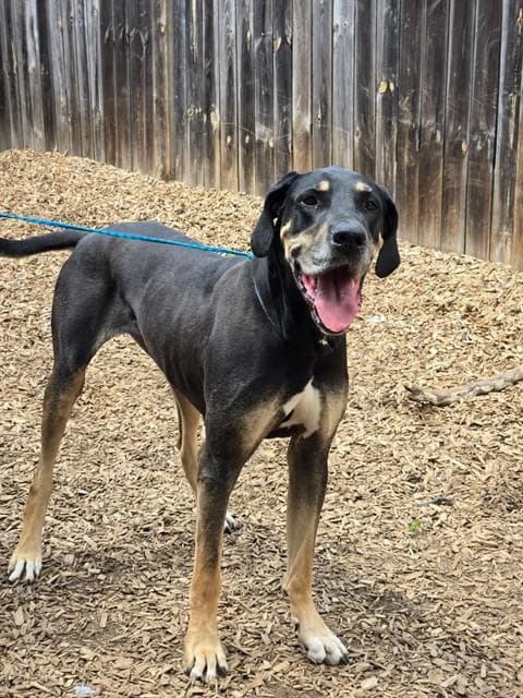 Paisley - Great Dane