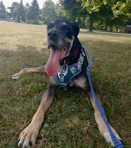Paisley - Great Dane