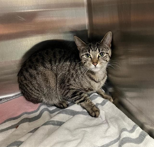 Millie - Domestic Short Hair