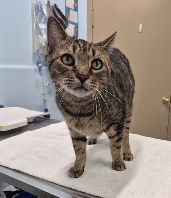 Oslow - Domestic Short Hair
