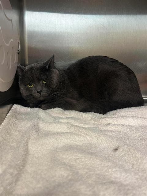 Samuel - Domestic Short Hair