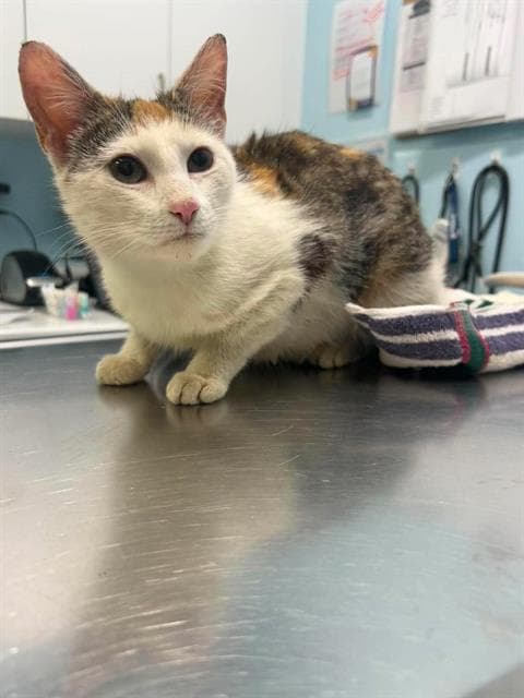 Alice - Domestic Short Hair