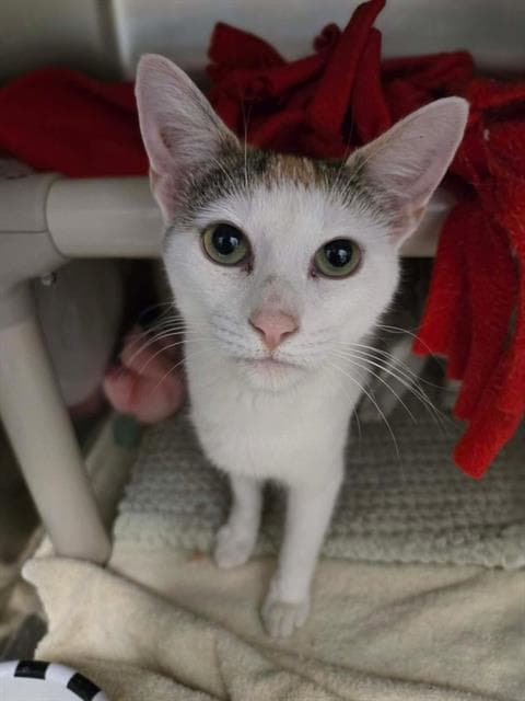 Alice - Domestic Short Hair