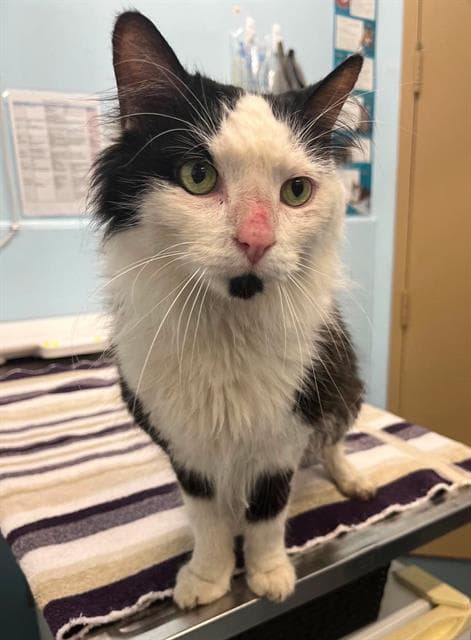 Seuss - Domestic Long Hair