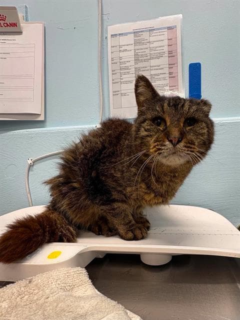 Hercules - Domestic Short Hair