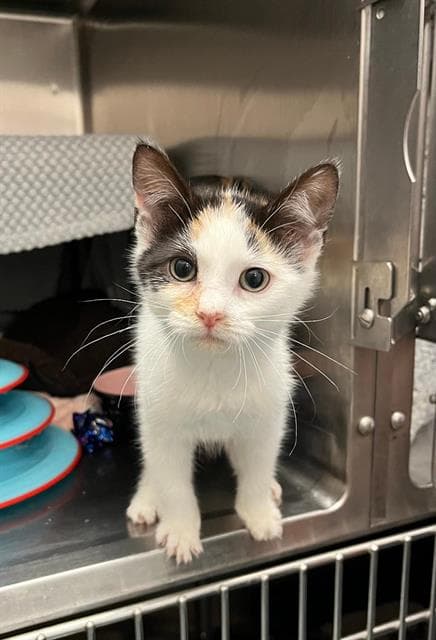 Korra - Domestic Short Hair