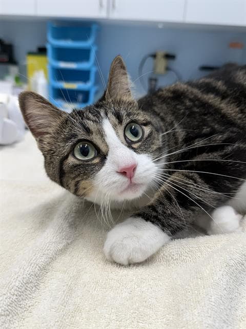 Cinder - Domestic Short Hair