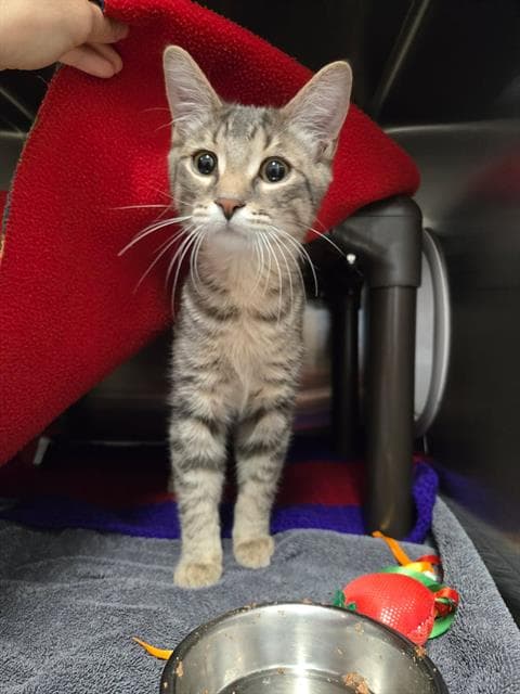 Tenzin - Domestic Short Hair