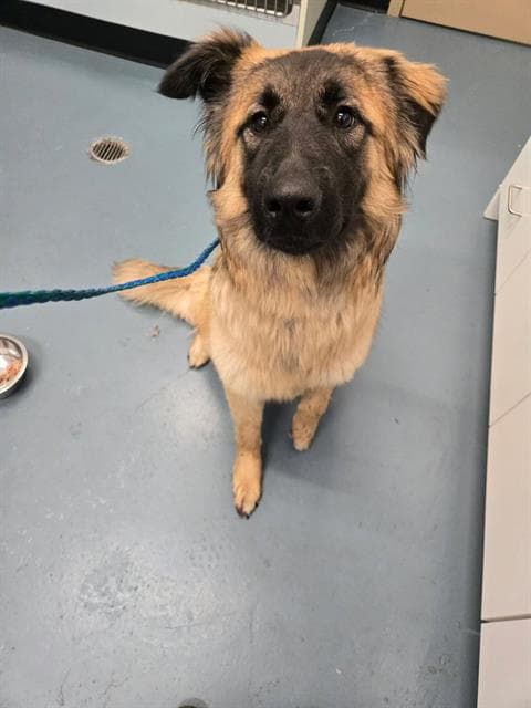 Prada - German Shepherd Dog
