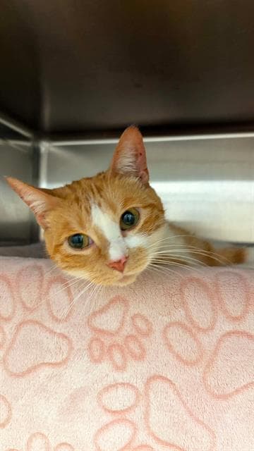 Elle - Domestic Short Hair