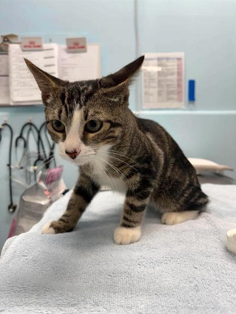 Dustin - Domestic Short Hair