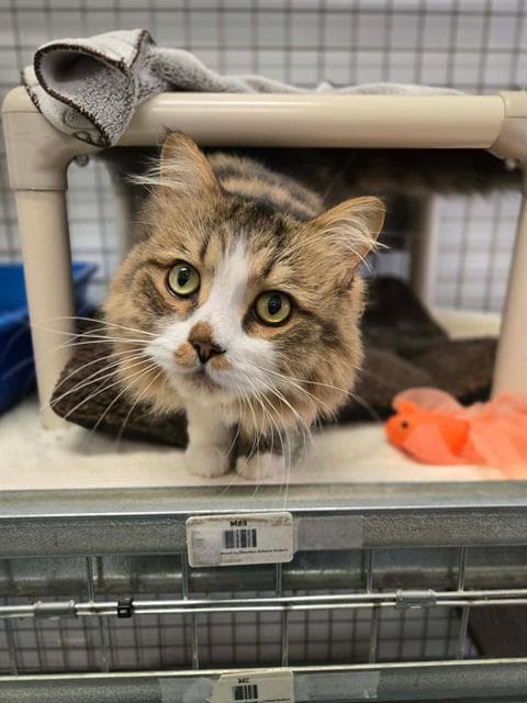 Tom - Domestic Medium Hair