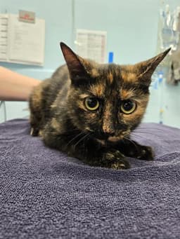 Maeby image 1
