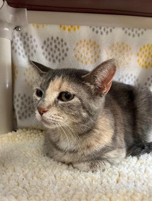 Martha - Domestic Short Hair