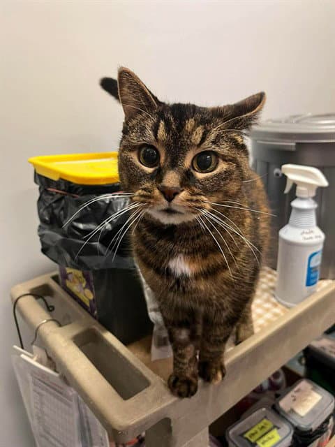 Rainbow - Domestic Short Hair