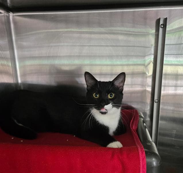 Abigail - Domestic Short Hair