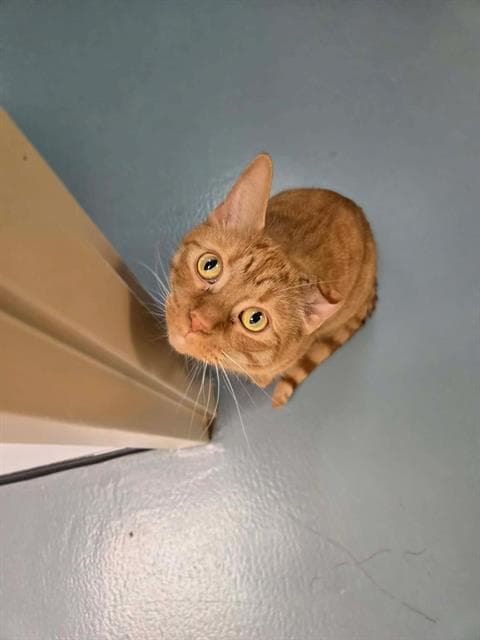 Jeffery - Domestic Short Hair