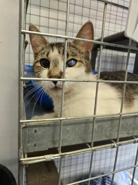 Robin - Domestic Short Hair
