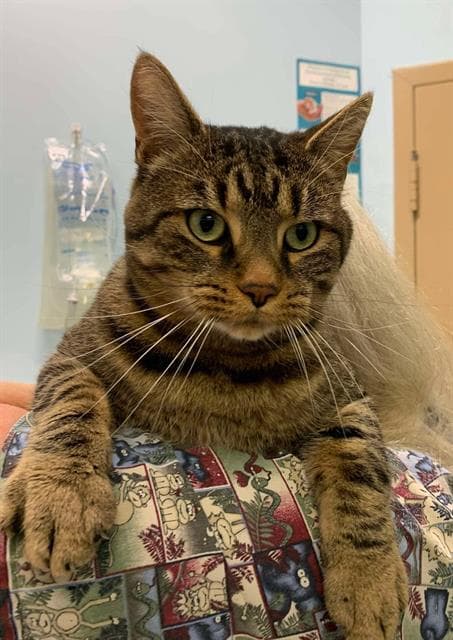 Negan - Domestic Short Hair