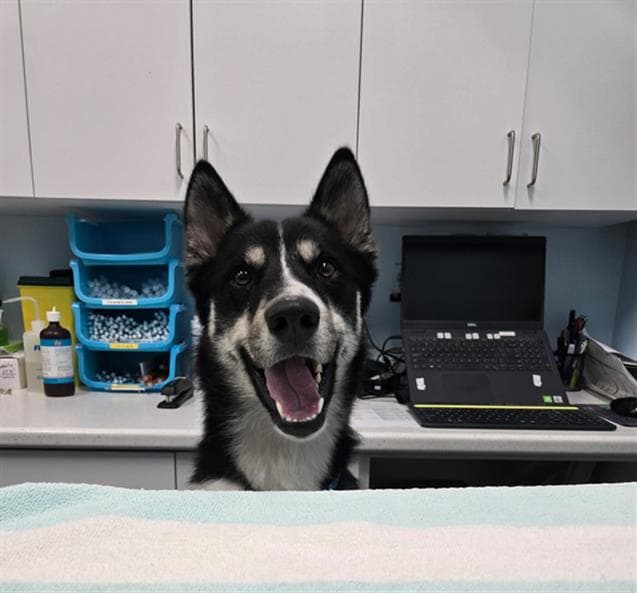 Prince - Siberian Husky