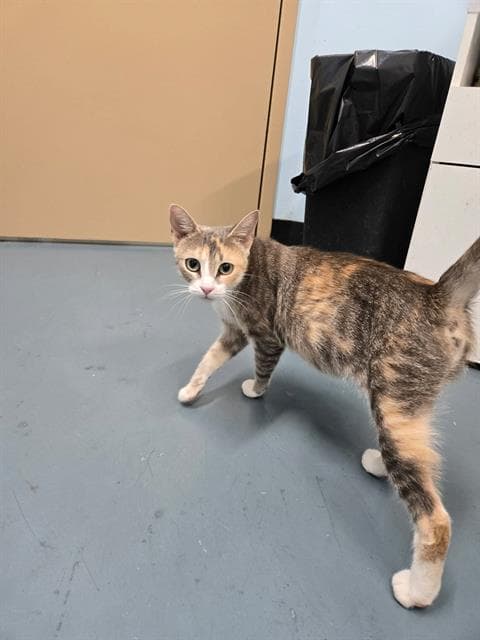 Rosie - Domestic Short Hair