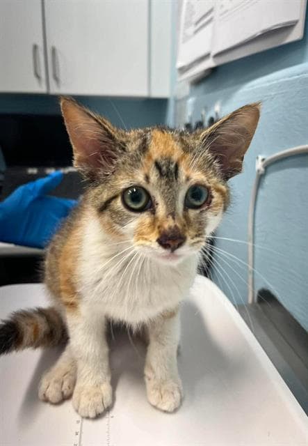 Dotty - Domestic Short Hair