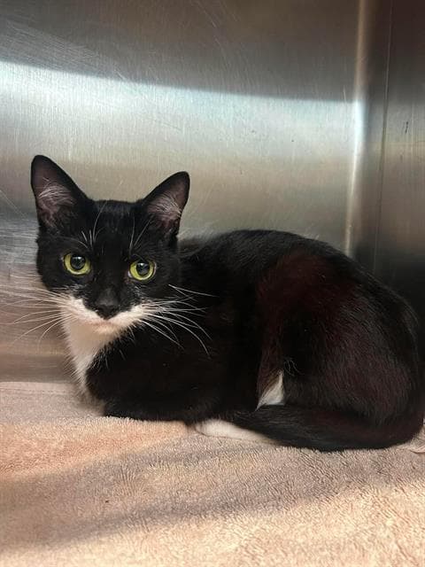 Louisa - Domestic Short Hair