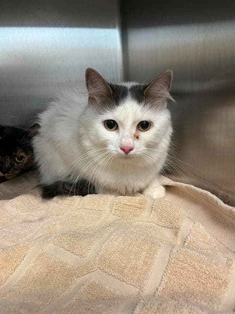 Rose - Domestic Long Hair