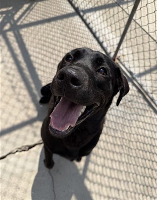 Bruno - Labrador Retriever