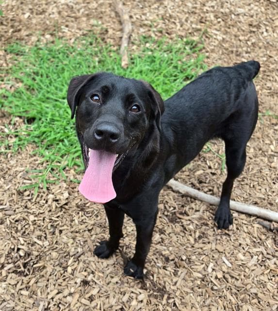 Bruno - Labrador Retriever