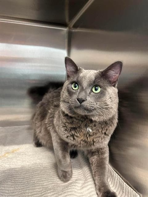 Swanson - Domestic Medium Hair