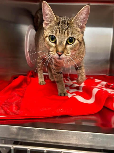 Toulouse - Domestic Short Hair