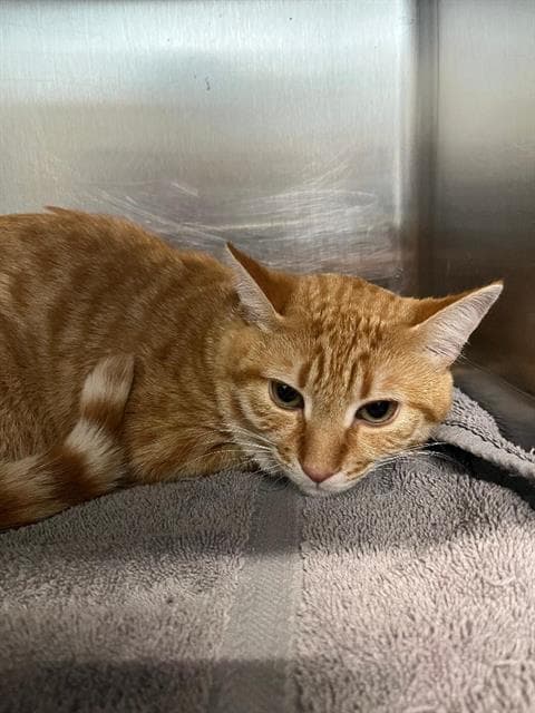 Egnaro - Domestic Short Hair