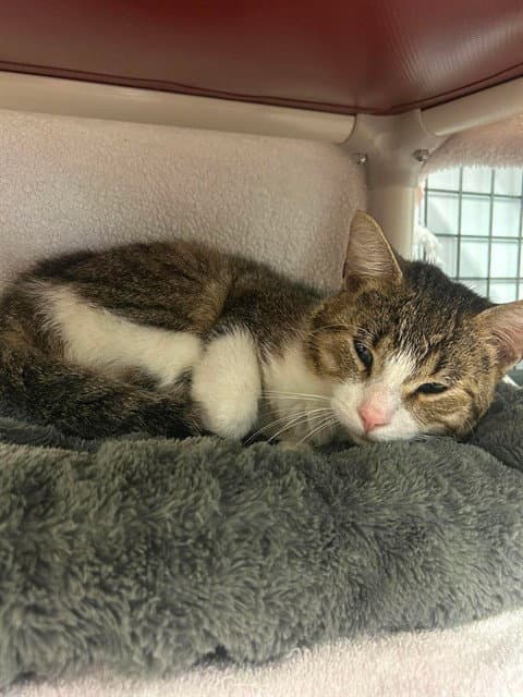 Flint - Domestic Short Hair