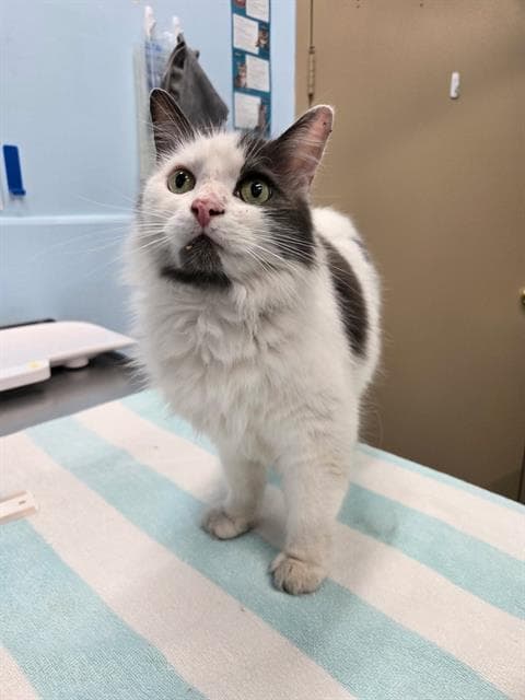 Vera - Domestic Medium Hair