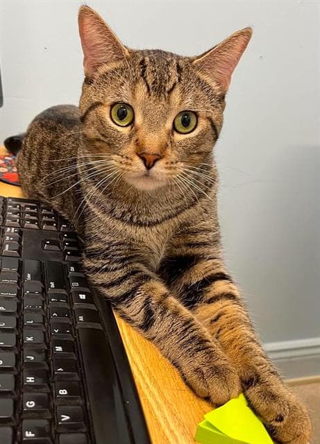 Hollis - Domestic Short Hair
