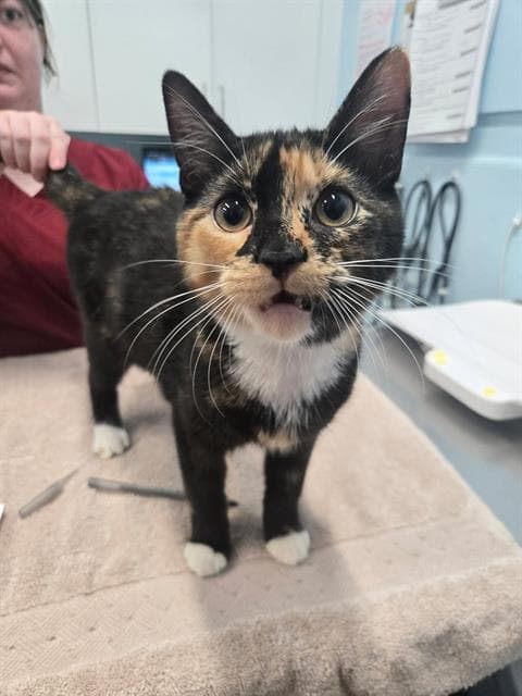 Tostada - Domestic Short Hair