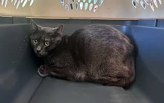 Coleman - Domestic Short Hair