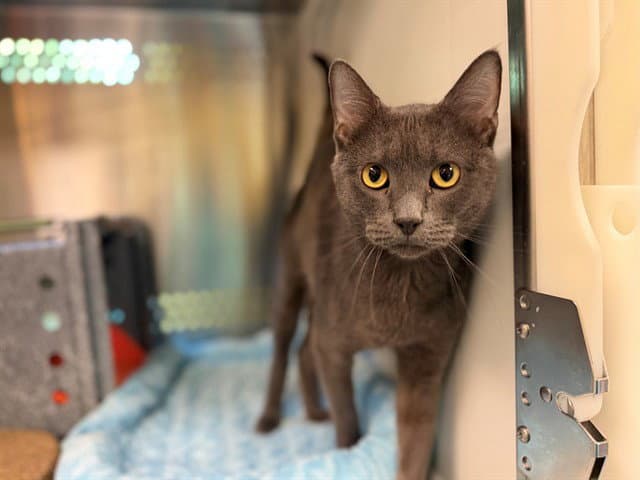 Coleman - Domestic Short Hair