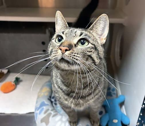 Beyonce - Domestic Short Hair