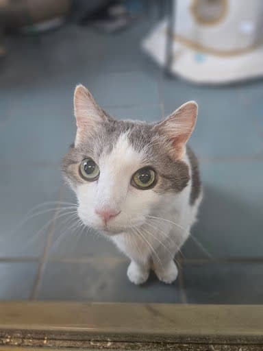 Apollo - Domestic Short Hair