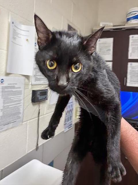 Lionel - Domestic Short Hair