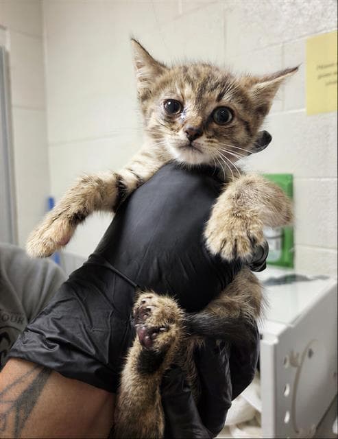 Celeste - Domestic Short Hair